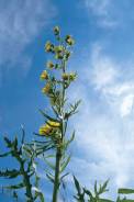 Compass Plant - Silphium laciniatum 6