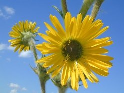 Compass Plant - Silphium laciniatum 5