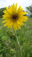 Compass Plant - Silphium laciniatum 4