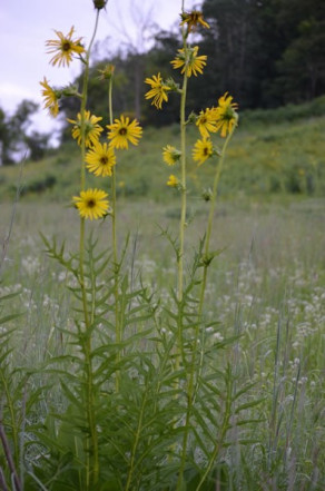 Compass Plant - Silphium laciniatum 3