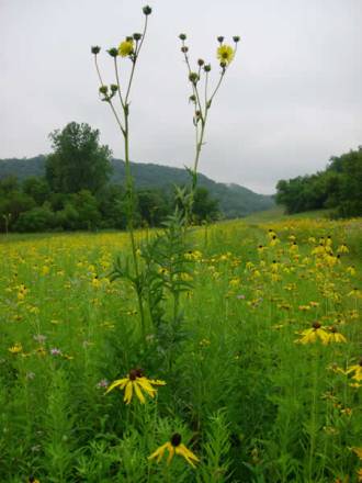 Compass Plant - Silphium laciniatum 2