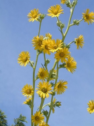 Compass Plant - Silphium laciniatum 1