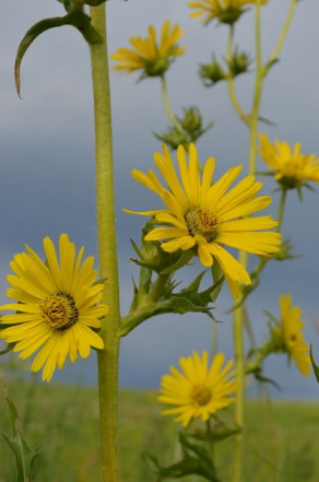 Compass Plant - Silphium laciniatum