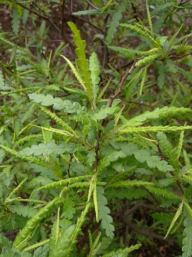 Sweet Fern - Comptonia peregrine (Myrica asplenifolia) 2
