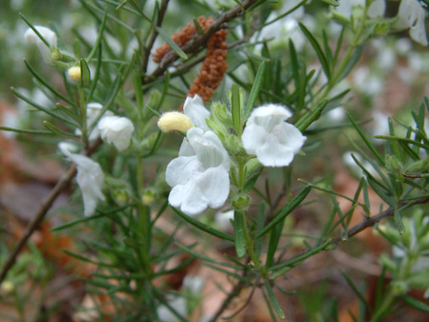 Cumberland Rosemary - Conradina verticillata 2