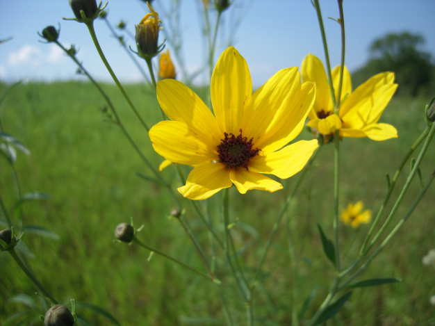 Tall Tickseed - Coreopsis tripteris