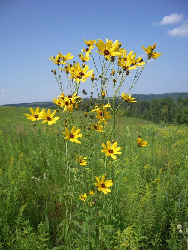 Tall Tickseed - Coreopsis tripteris