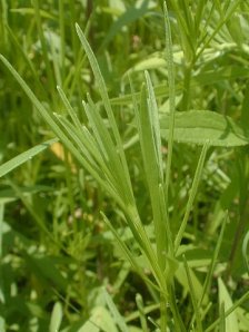 Largeflower Tickseed, Large-flower Tickseed - Coreopsis grandiflora 2