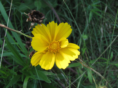 Largeflower Tickseed, Large-flower Tickseed - Coreopsis grandiflora