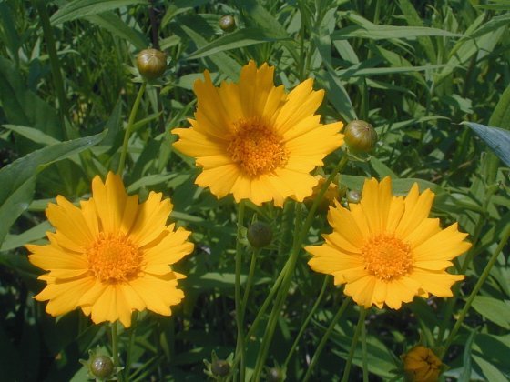 Largeflower Tickseed, Large-flower Tickseed - Coreopsis grandiflora 4