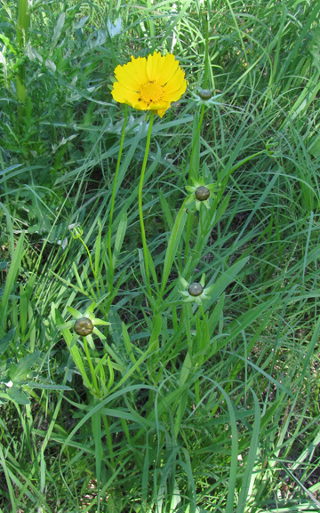 Largeflower Tickseed, Large-flower Tickseed - Coreopsis grandiflora 3