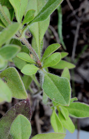 Star Tickseed, Downy Tickseed - Coreopsis pubescens