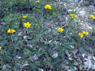 Star Tickseed, Downy Tickseed - Coreopsis pubescens 4