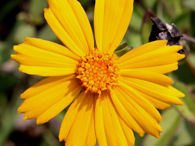 Star Tickseed, Downy Tickseed - Coreopsis pubescens 2