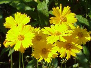 Star Tickseed, Downy Tickseed - Coreopsis pubescens 3