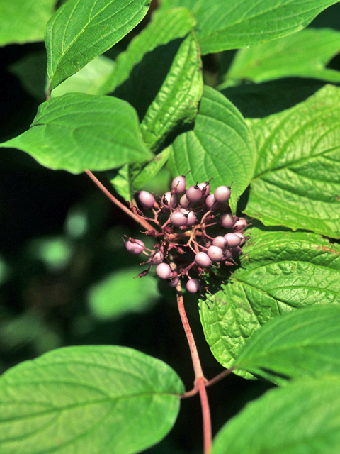 Silky Dogwood - Cornus amomum