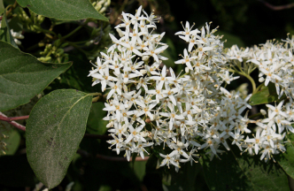 Silky Dogwood - Cornus amomum 2