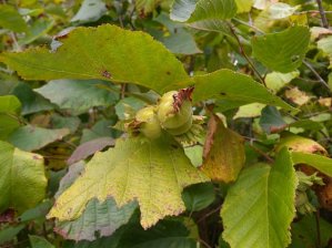 American Filbert, Hazelnut - Corylus americana