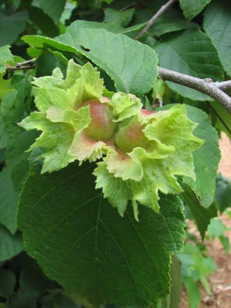 American Filbert, Hazelnut - Corylus americana 3