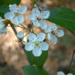 Green Hawthorn - Crataegus viridis