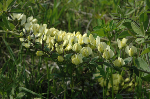 Cream Wild Indigo, Longbract Wild Indigo - Baptisia bracteata