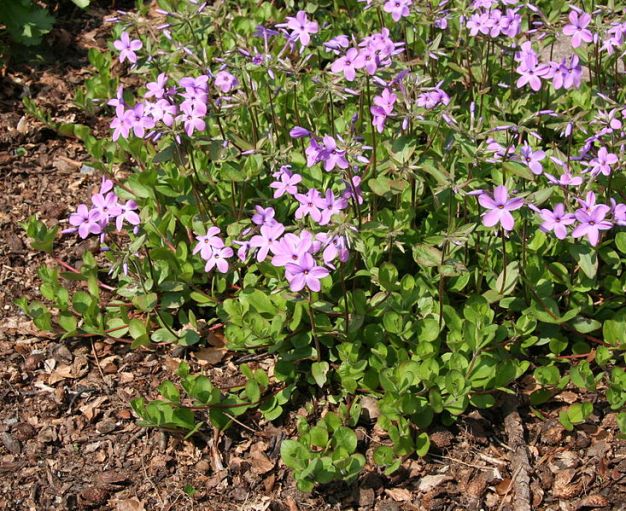 Creeping Phlox - Phlox stolonifera