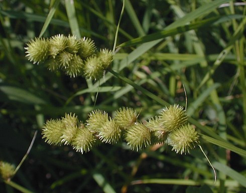 Crested Oval Sedge, Crested Sedge - Carex cristatella