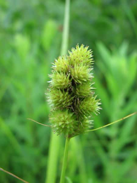 Crested Oval Sedge, Crested Sedge - Carex cristatella 2