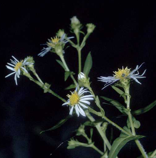 Crooked-stemmed Aster - Symphyotrichum prenanthoides (Aster prenanthoides)