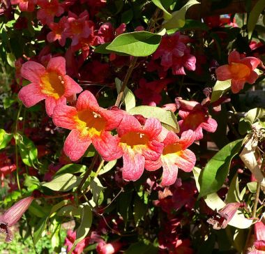 Crossvine - Bignonia capreolata