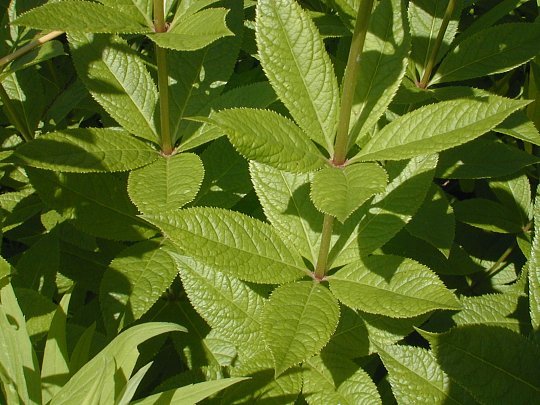 Culver’s Root - Veronicastrum virginicum