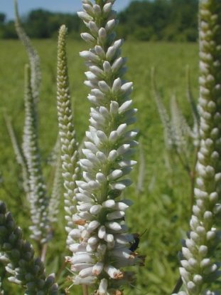 Culver’s Root - Veronicastrum virginicum 2