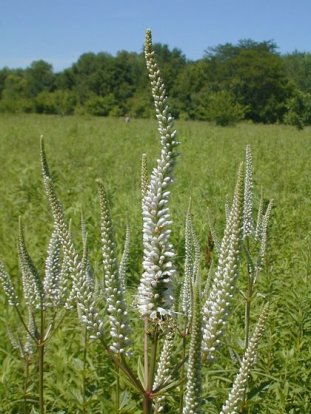 Culver’s Root - Veronicastrum virginicum 1