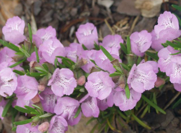 Cumberland Rosemary - Conradina verticillata