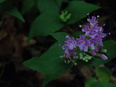 Dittany, Common Dittany, American Dittany, Frost Mint - Cunila origanoides 1