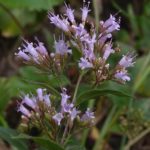 Dittany, Common Dittany, American Dittany, Frost Mint - Cunila origanoides