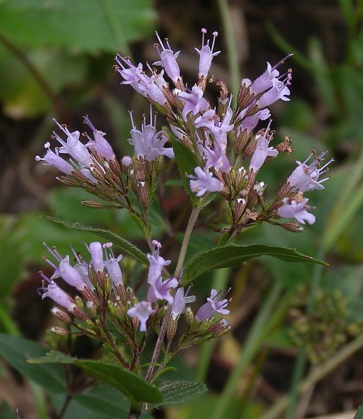 Dittany, Common Dittany, American Dittany, Frost Mint - Cunila origanoides