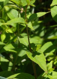 Dittany, Common Dittany, American Dittany, Frost Mint - Cunila origanoides 2