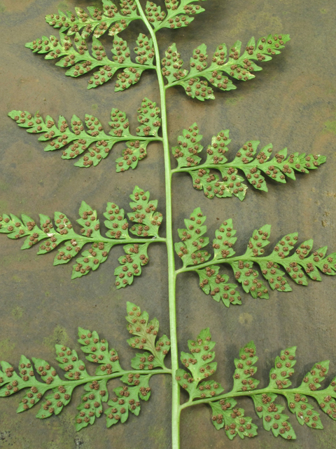 Lowland Bladderfern, Lowland Fragile Fern, Lowland Brittle Fern, Southern Fragile Fern - Cystopteris protusa (C. fragilis var. protusa) 2