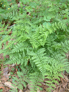 Lowland Bladderfern, Lowland Fragile Fern, Lowland Brittle Fern, Southern Fragile Fern - Cystopteris protusa (C. fragilis var. protusa)