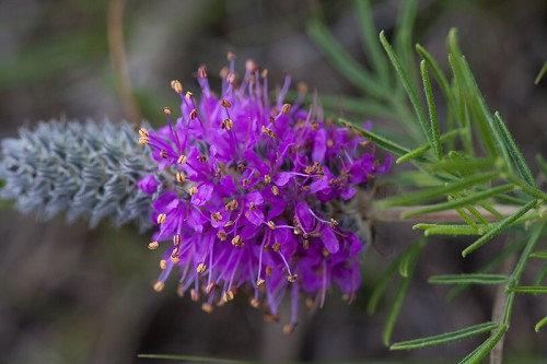 Purple Tassels, Purpletassels, Gattinger Prairie Clover - Dalea gattingeri 2