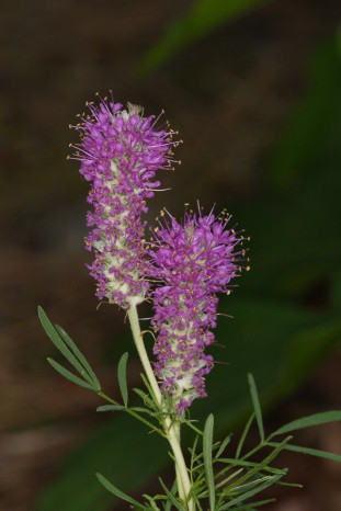 Purple Tassels, Purpletassels, Gattinger Prairie Clover - Dalea gattingeri 3