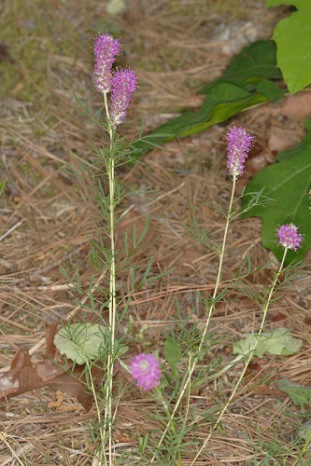 Purple Tassels, Purpletassels, Gattinger Prairie Clover - Dalea gattingeri