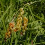 Awned Graceful Sedge, Davis’ Sedge - Carex davisii