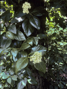 Climbing Hydrangea, Wild Hydrangeavine, Wood Vamp - Decumaria barbara 2