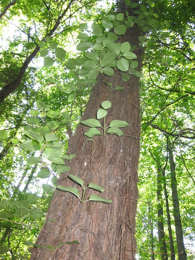 Climbing Hydrangea, Wild Hydrangeavine, Wood Vamp - Decumaria barbara