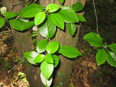 Climbing Hydrangea, Wild Hydrangeavine, Wood Vamp - Decumaria barbara 3