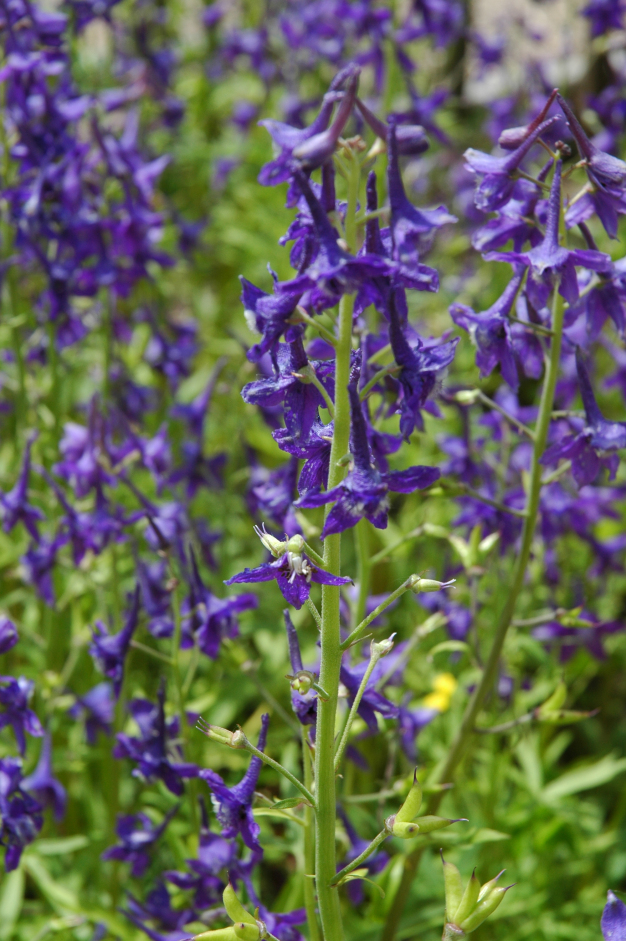 Dwarf Larkspur, Spring Larkspur - Delphinium tricorne