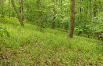 Hay-scented Fern - Dennstaedtia punctilobula