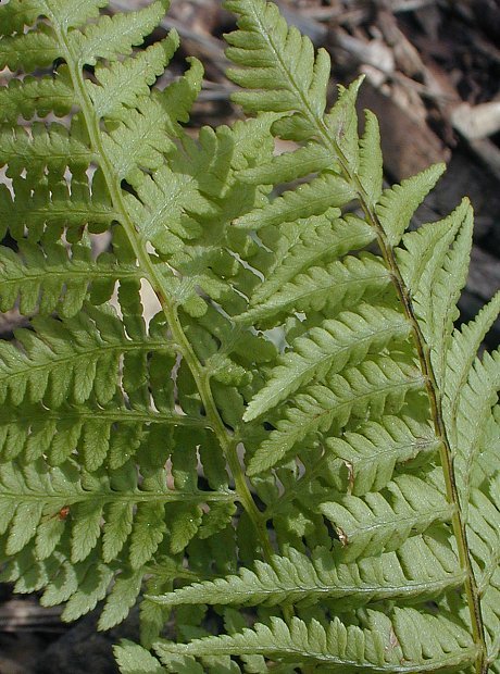 Hay-scented Fern - Dennstaedtia punctilobula 3